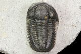 Gerastos Trilobite Fossil - Morocco #69099-3